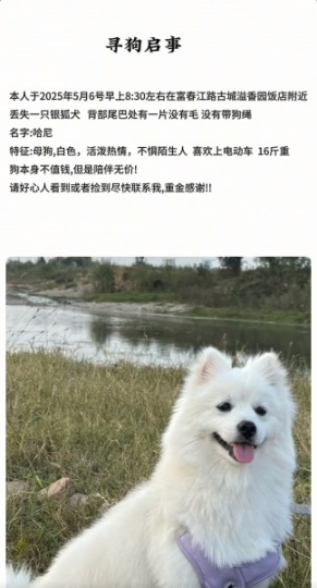 尋狗啟事
